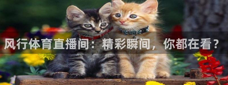 风行体育直播间：精彩瞬间，你都在看？