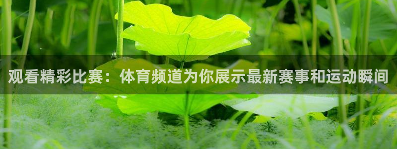 观看精彩比赛：体育频道为你展示最新赛事和运动瞬间